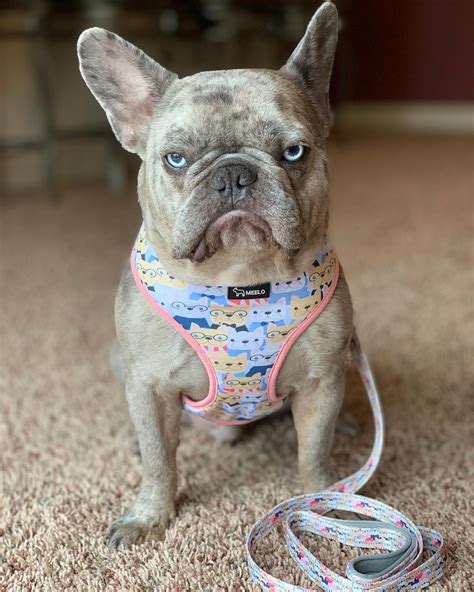 best halter for french bulldogs.